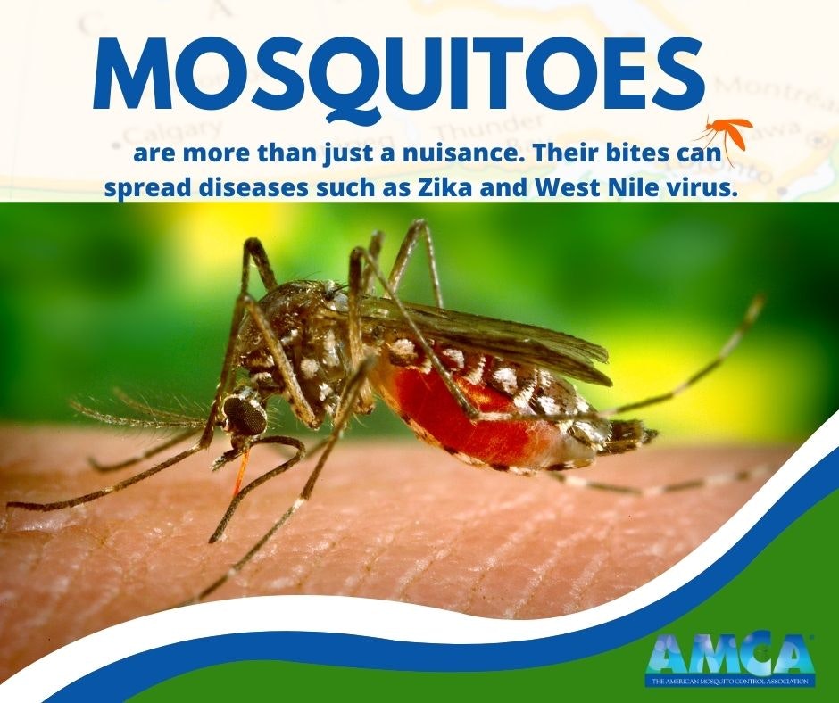 May contain: mosquito, insect, animal, and invertebrate