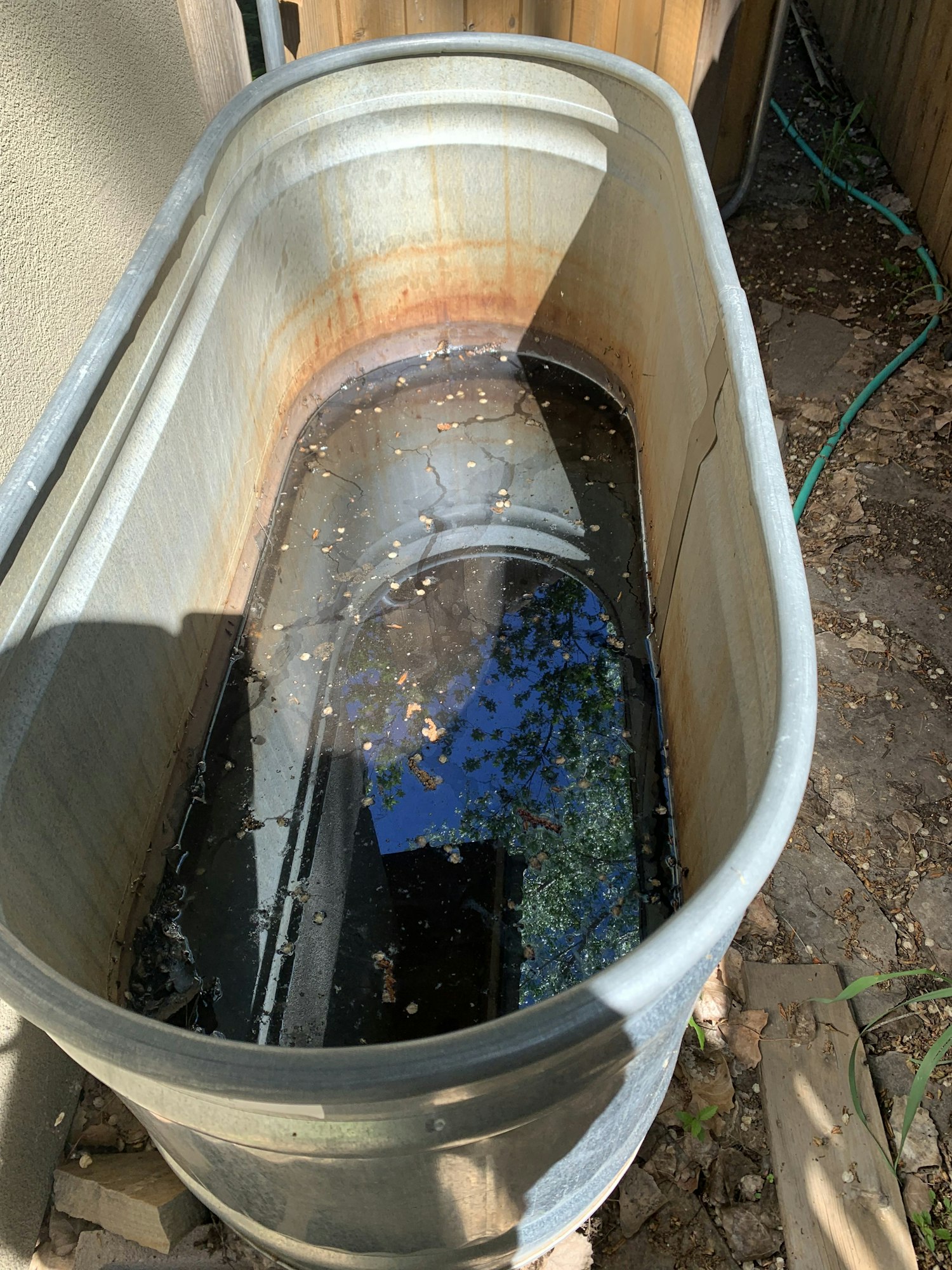 A rusted metal tub filled with stagnant water, showing reflections and some debris floating on the surface.