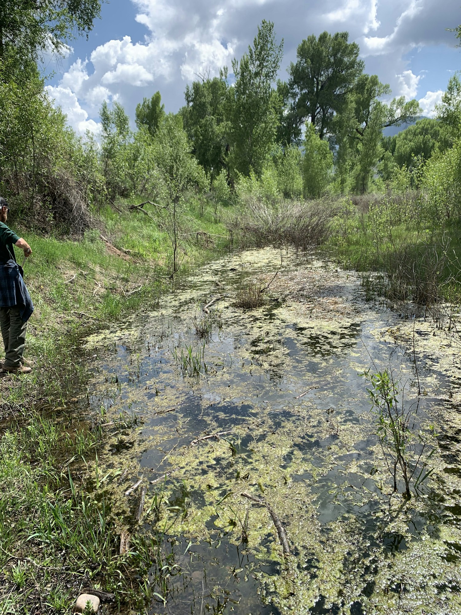 A lush, green landscape with a partially dried-up pond covered in algae and vegetation, under a blue sky with clouds.