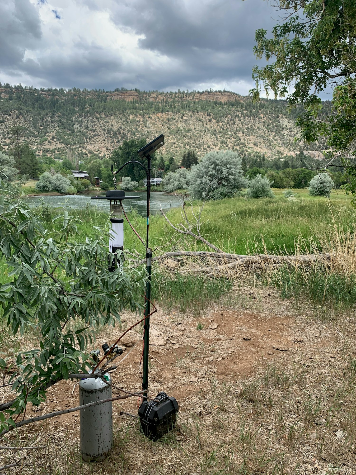 May contain: tree, plant, ground, and outdoors