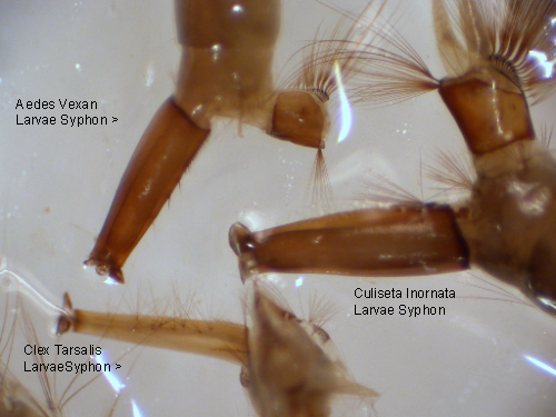 Close up picture of mosquito larvae siphon