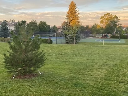 A grassy park with trees and a fenced tennis or sports court in the background.