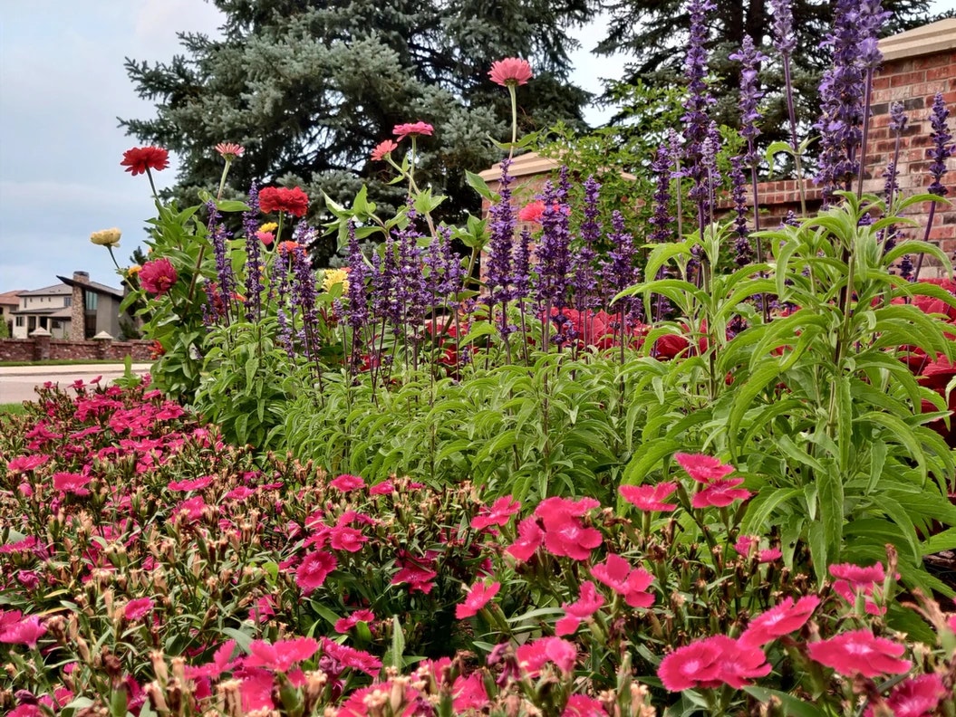 A vibrant garden scene with pink and purple flowers, green foliage, and trees in the background.