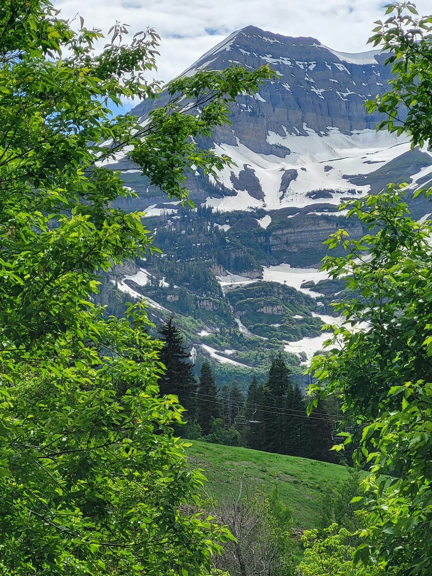 Snow-capped mountain with trees in the foreground. (Note: Image is rotated 90 degrees clockwise.)