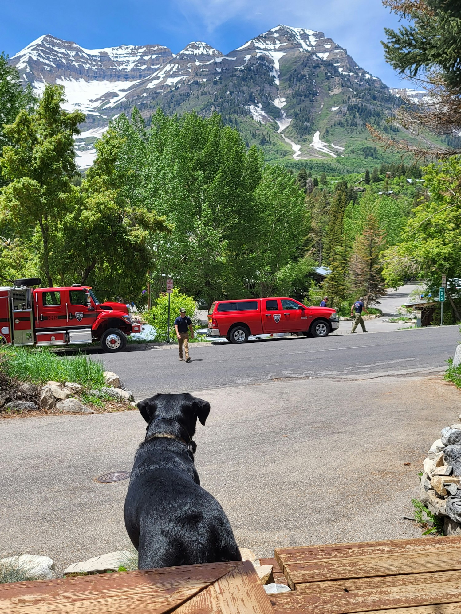 A dog looking toward a red car with mountainous background. (Image is rotated 90 degrees clockwise)