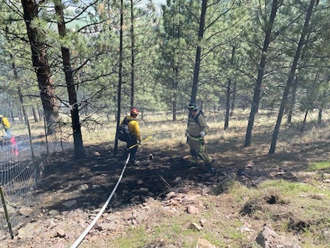 Firefighters managing a small ground fire in a forested area with hoses.