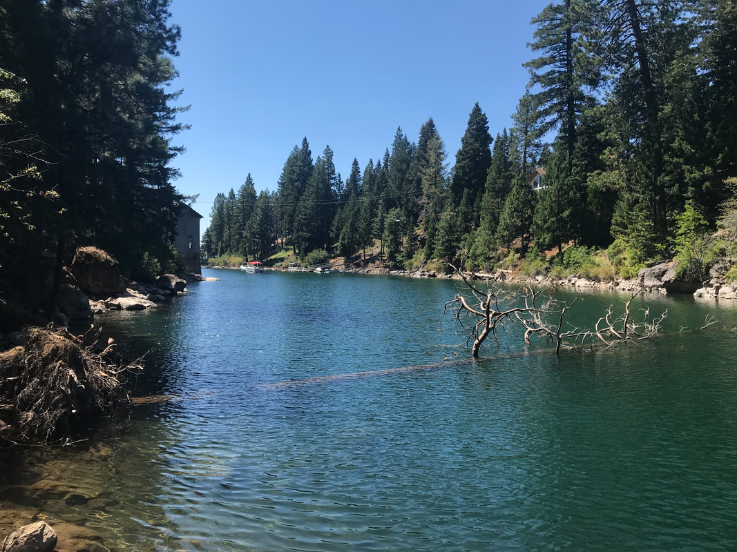A calm lake with clear blue water, surrounded by tall pine trees, a submerged tree branch, and a house visible in the distance.