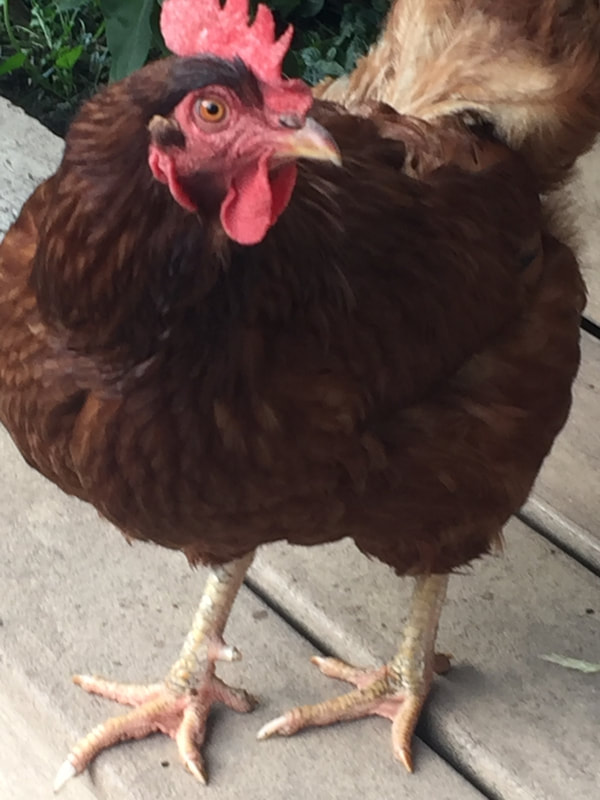 A brown chicken with a red comb standing on a wooden surface.