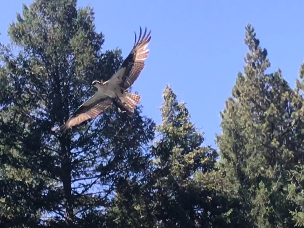 An osprey flying with wings spread wide against a backdrop of tall trees and blue sky.