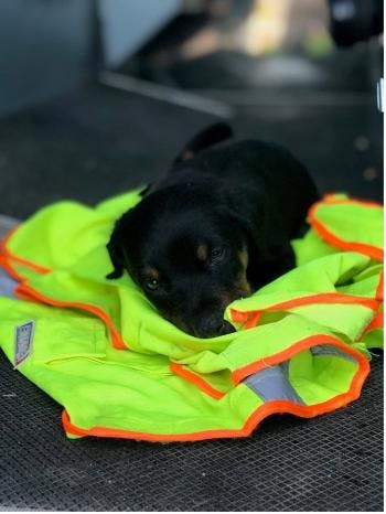 A dog lying on a neon safety vest.