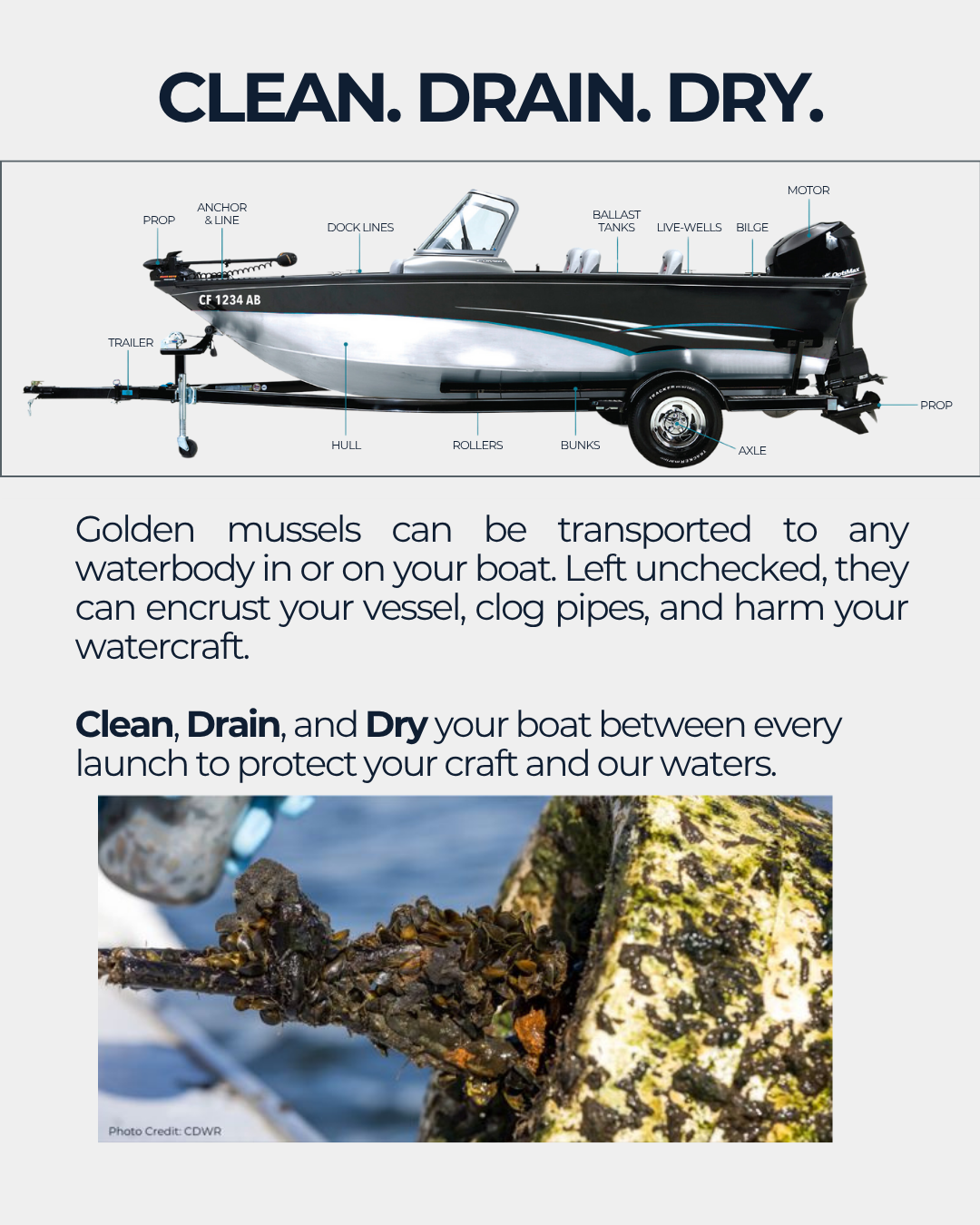 Boat cleaning guide: "Clean, Drain, Dry" to prevent golden mussels from damaging watercraft and spreading between water bodies.