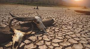 May contain: soil, skulls