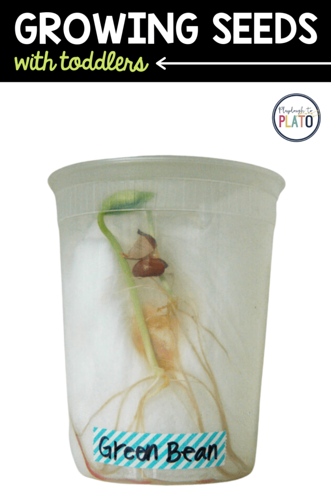 Green bean seed sprouting in a clear plastic container