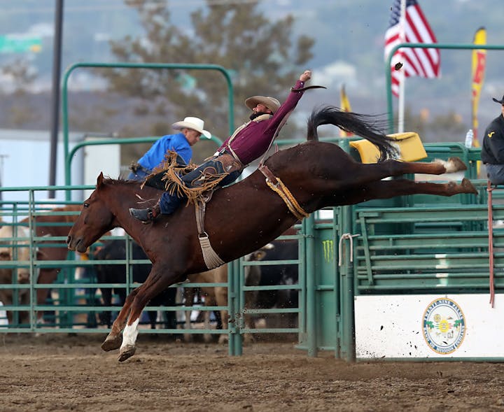 May contain: horse, animal, mammal, rodeo, person, and human