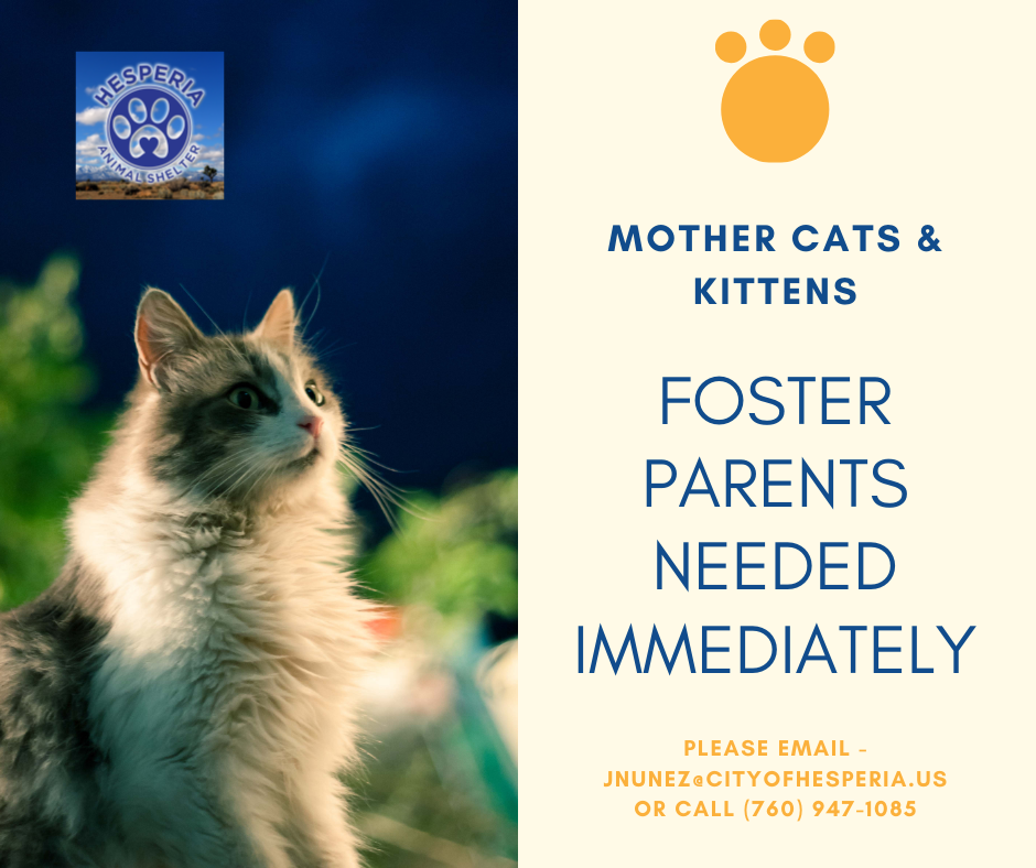 Hesperia Animal Shelter; Mother cats and kittens Foster parents needed immediately. Please email jnunez@cityofhesperia.us or call (760) 947-1085
