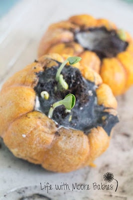 Growing pumpkins in pumpkins