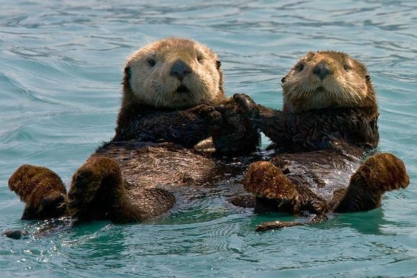 Two otters floating on their backs, looks like they are holding hands