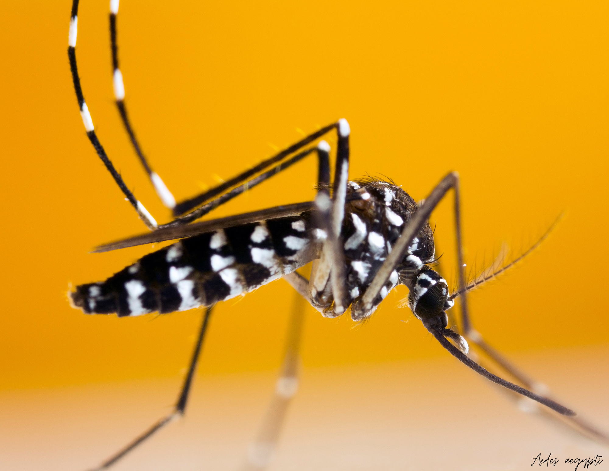 Close-up of a black and white mosquito, Aedes aegypti against a bright orange background.