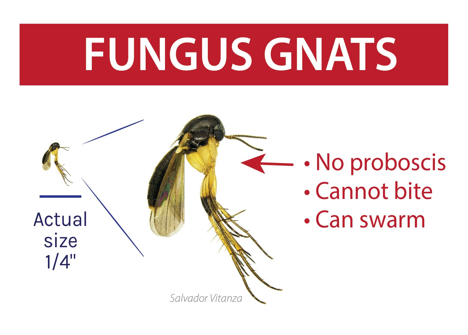 May contain: wasp, invertebrate, bee, hornet, andrena, insect, and animal