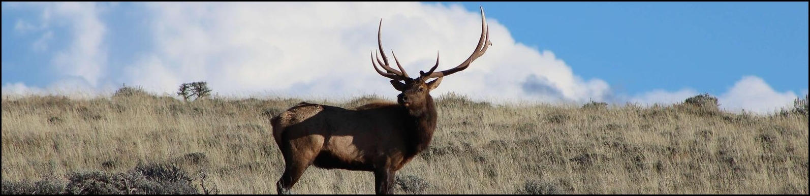 An elk standing on grassy terrain with a bright sky and clouds in the background.