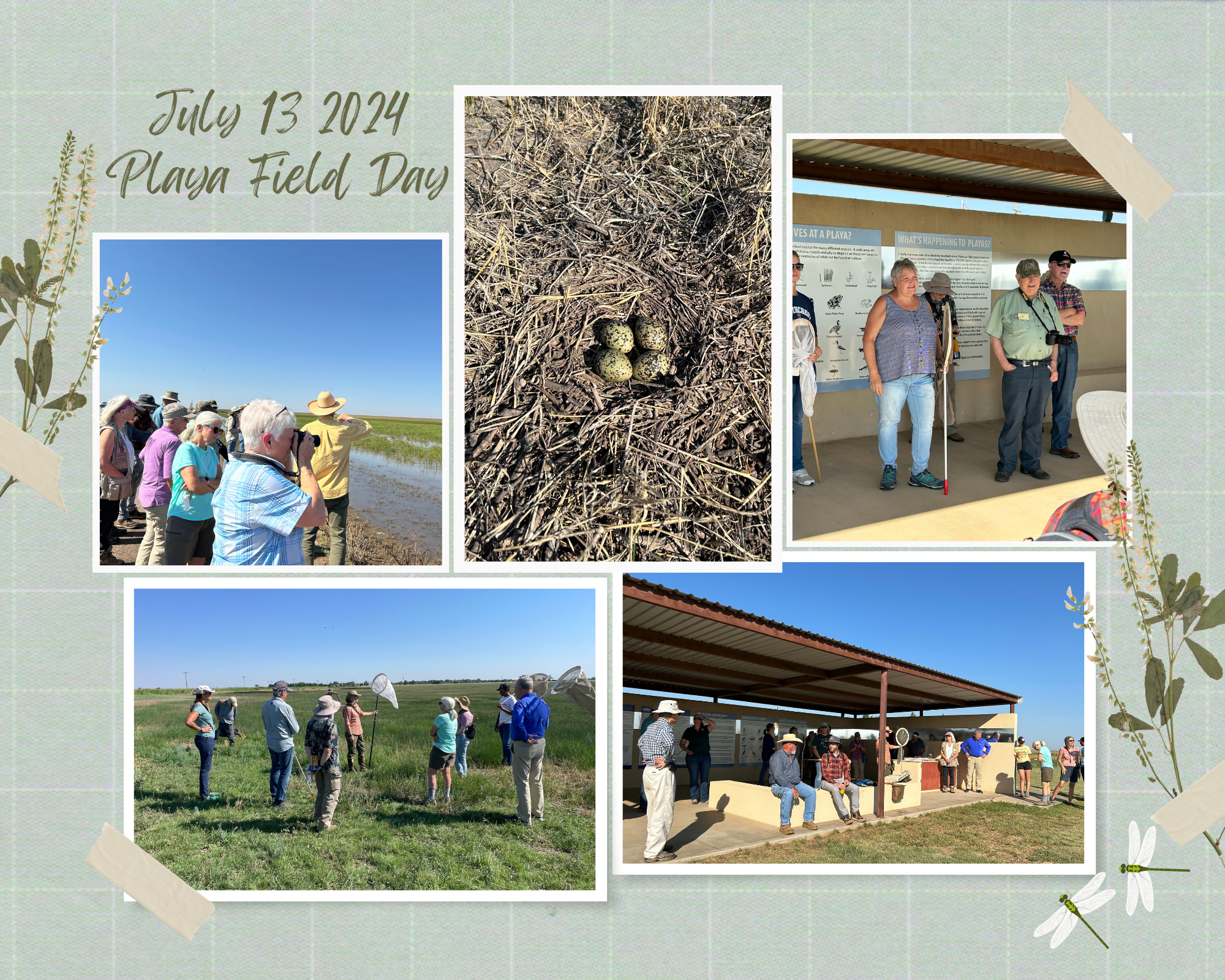 A collage from "Playa Field Day" with people outdoors, bird eggs in a nest, presentations, and groups exploring nature.