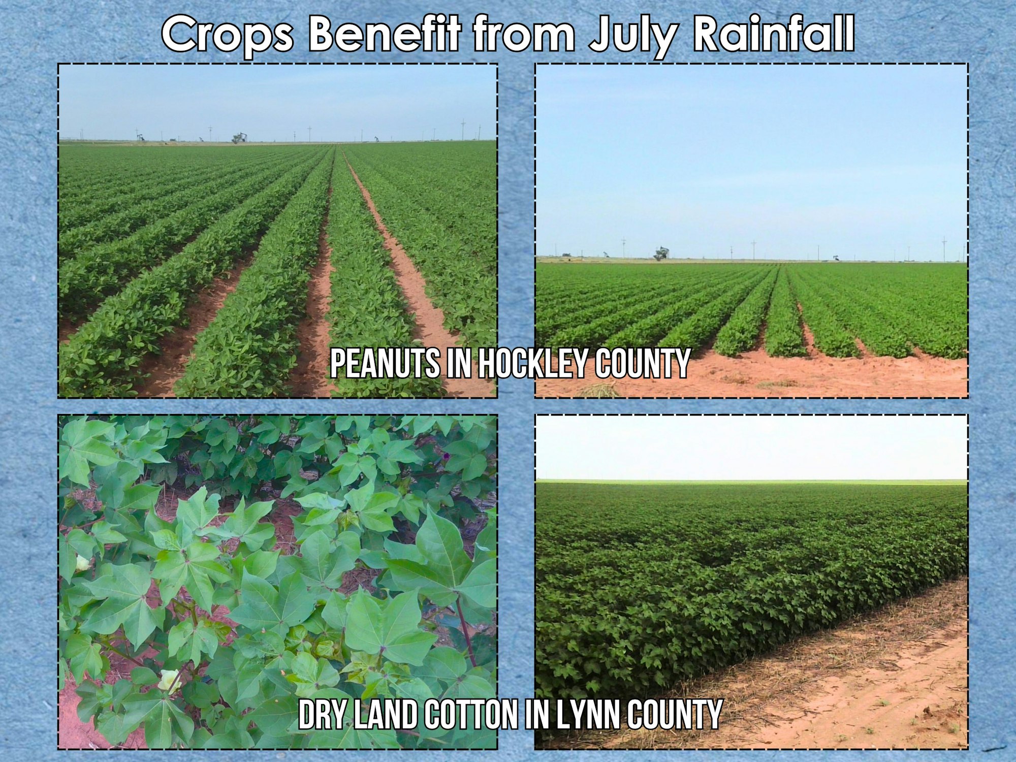 Peanut and cotton crops in Hockley and Lynn County benefiting from July rainfall.