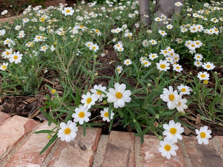 May contain: daisy, flower, plant, herbal, herbs, anemone, petal, and vegetation