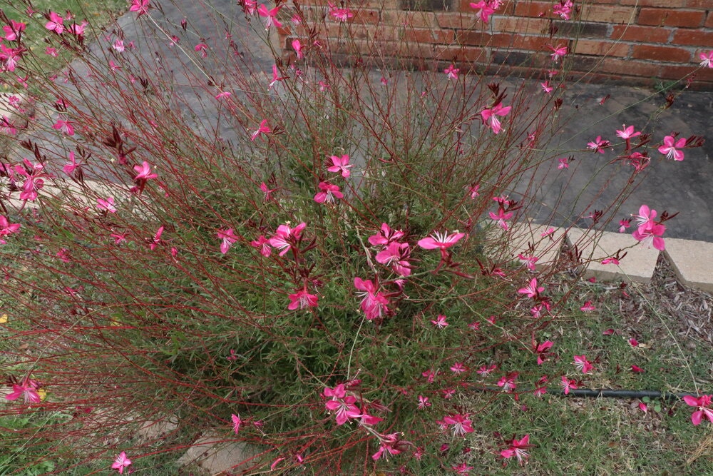 May contain: plant, vegetation, flower, and geranium