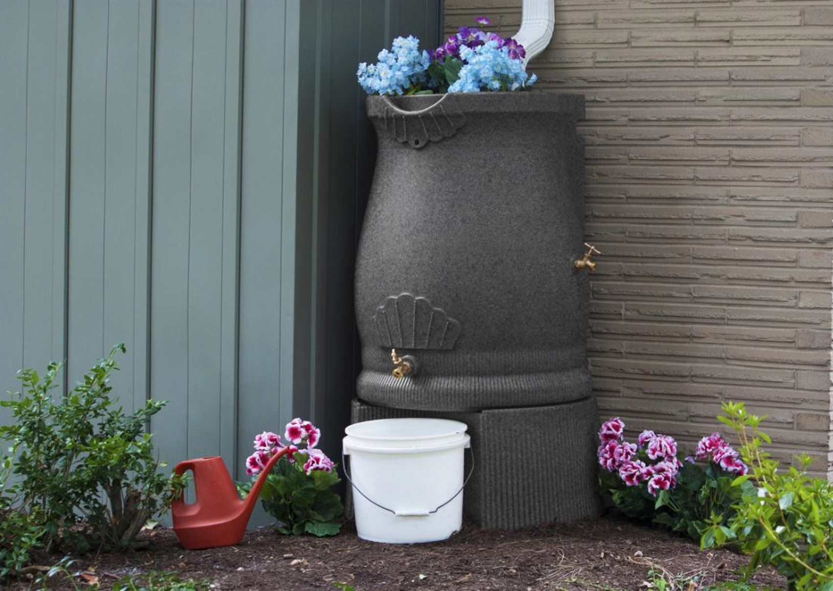 Rain barrel with flowers on top, a downspout, nearby plants, a watering can, and a white bucket.