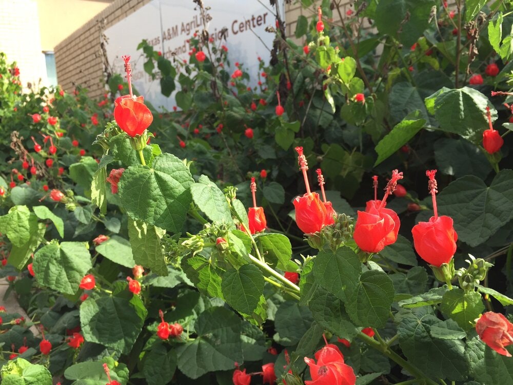 May contain: flower, plant, petal, herbal, herbs, leaf, vegetation, geranium, garden, nature, outdoors, and rose