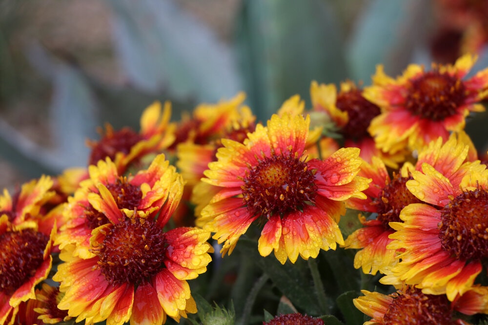 May contain: daisy, flower, plant, petal, pollen, and dahlia