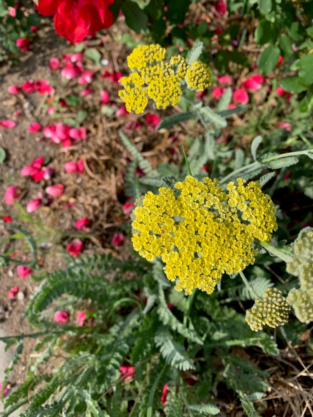 May contain: plant, vegetation, flower, apiaceae, and petal