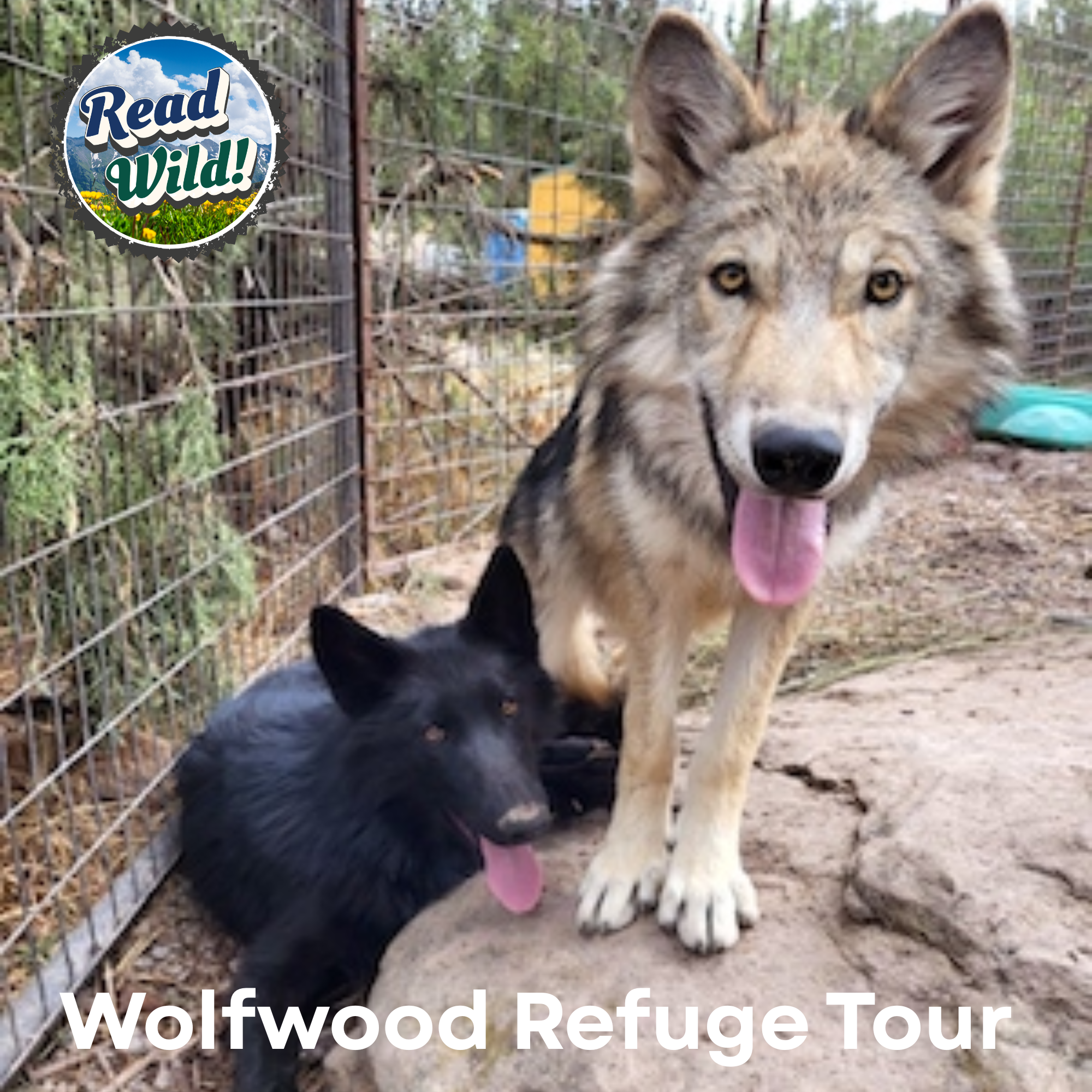 Two wolves, one gray and one black, pose together on a rock in a refuge setting. The image promotes a Wolfwood Refuge tour.