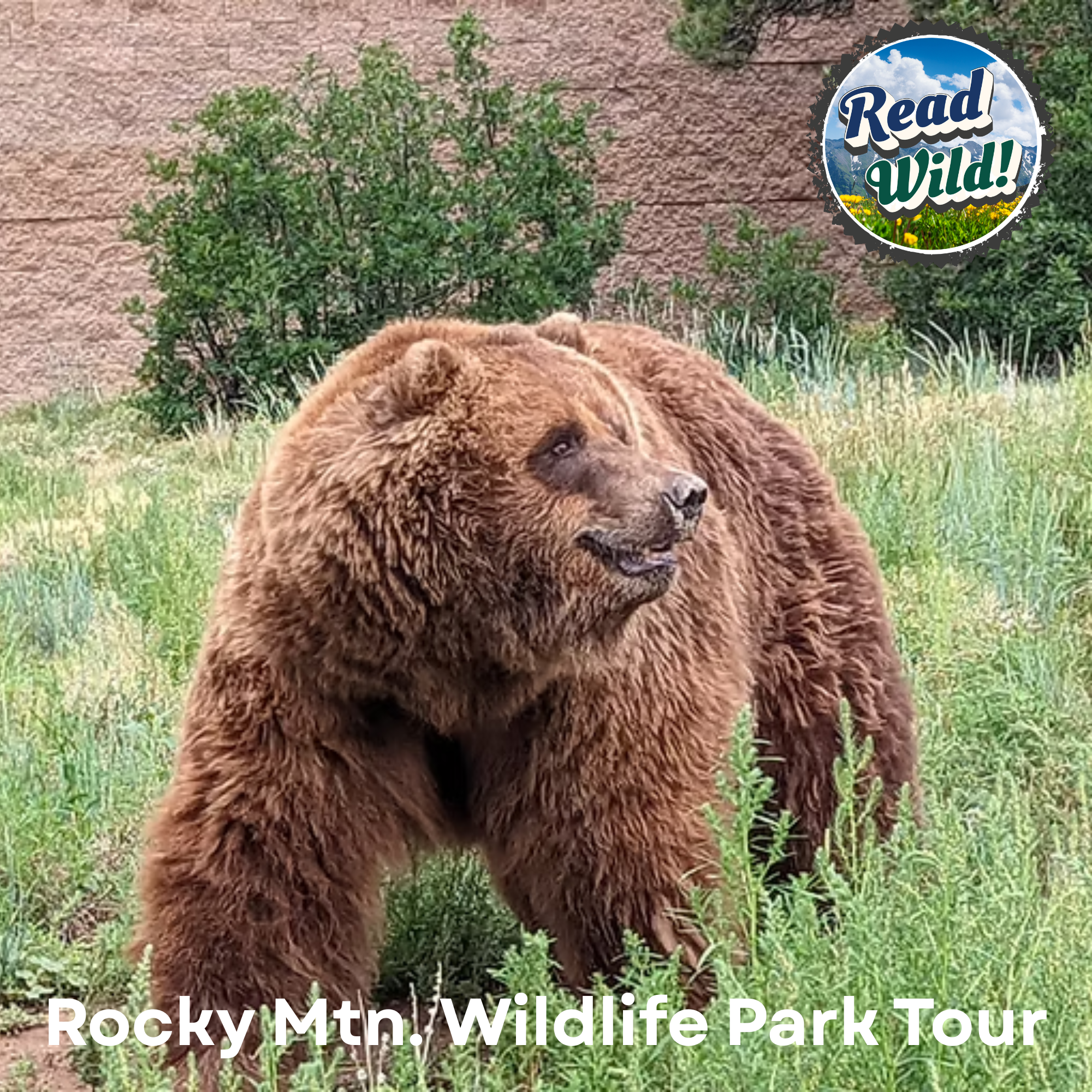 A large brown bear in a grassy area, with a background of bushes and a rocky wall, promoting a wildlife park tour.