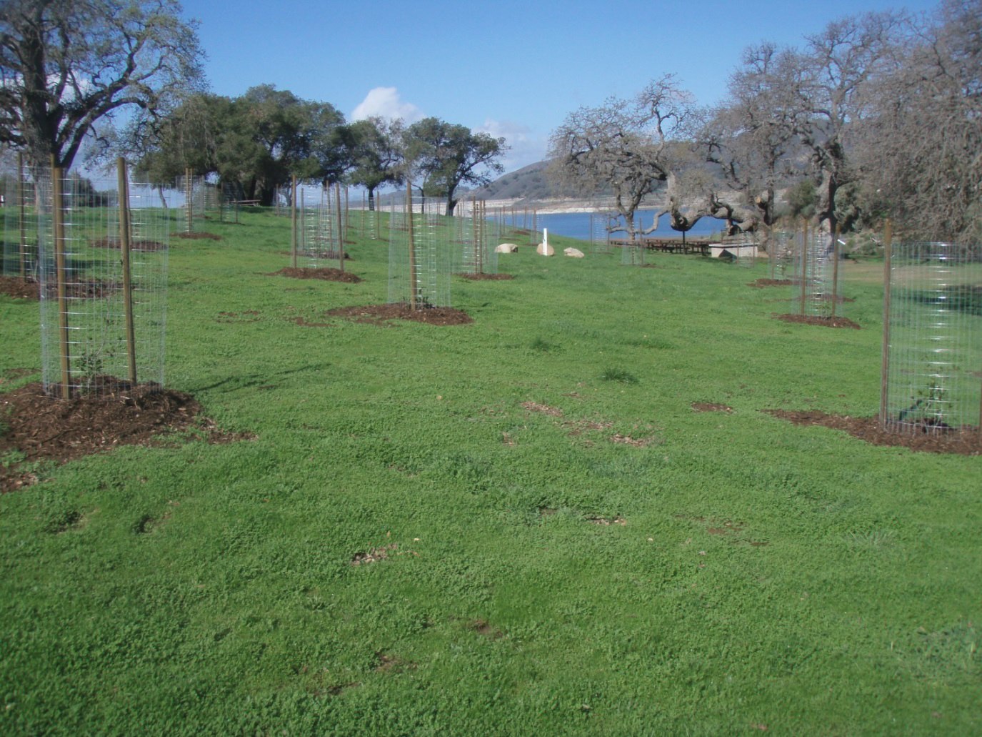 Cachuma Park - Oak Tree Planting