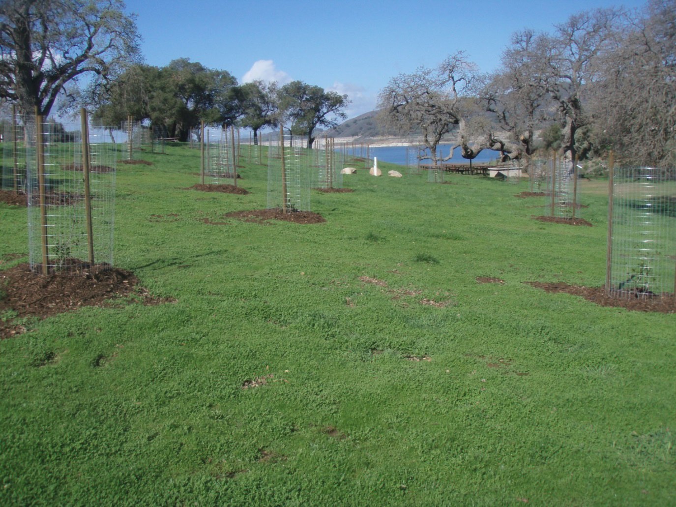 Cachuma Park - Oak Tree Planting