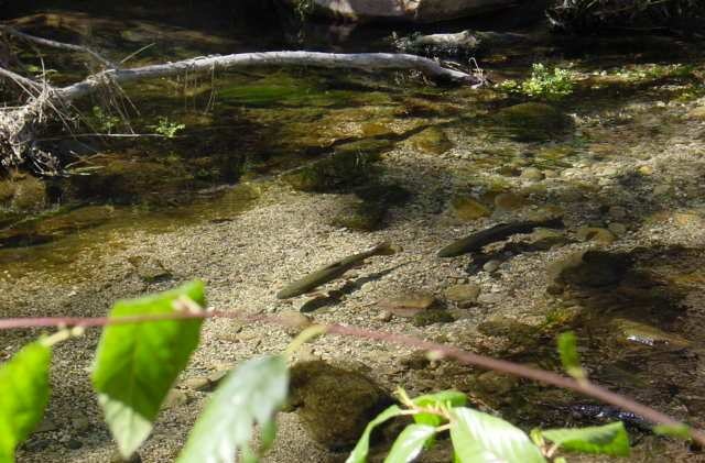 Steelhead trout swimming in stream bed
