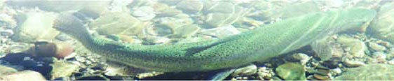 Image of Steelhead Trout