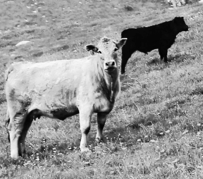 A black and white photo of two cows in a field.