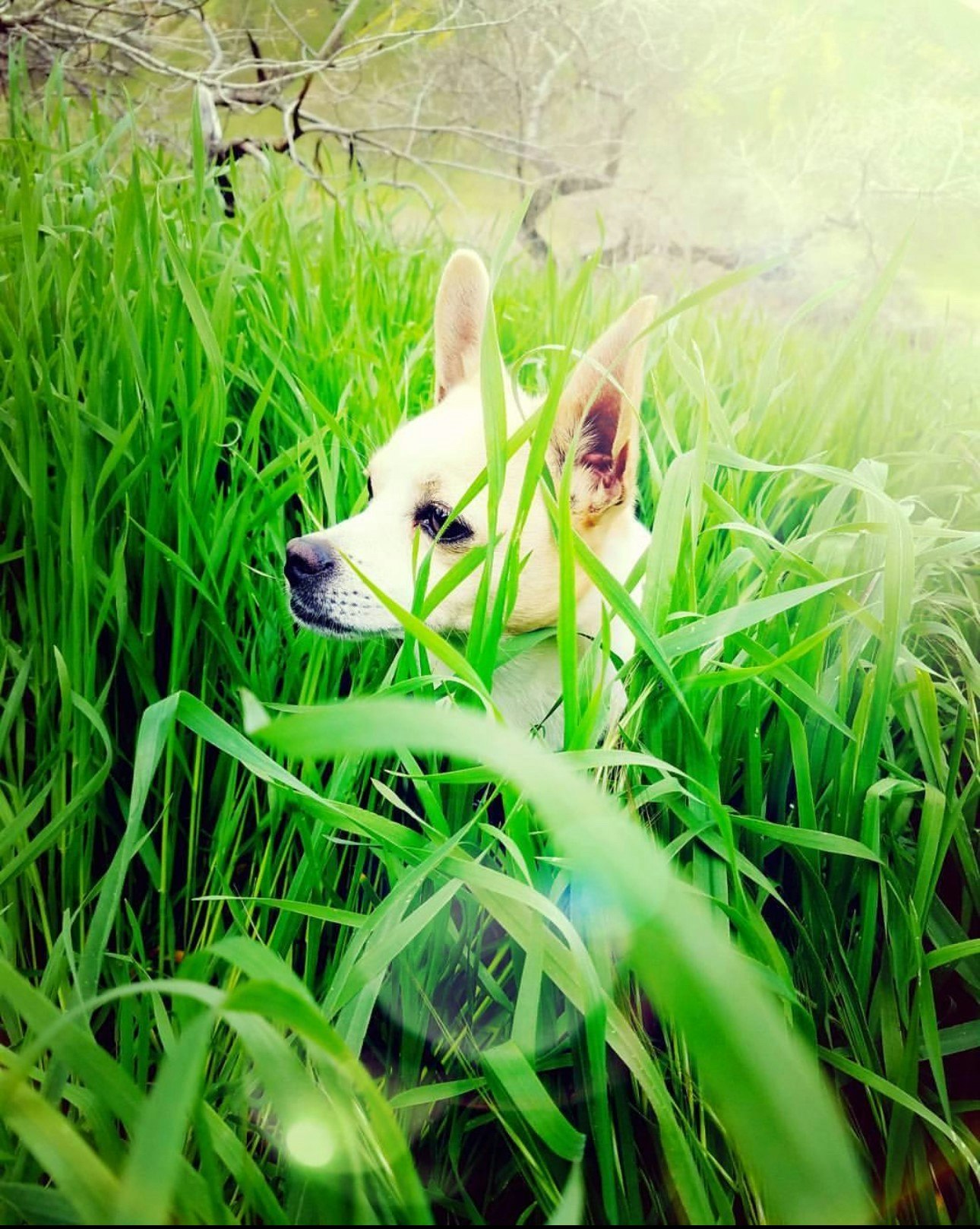 A dog peeking through lush green grass.