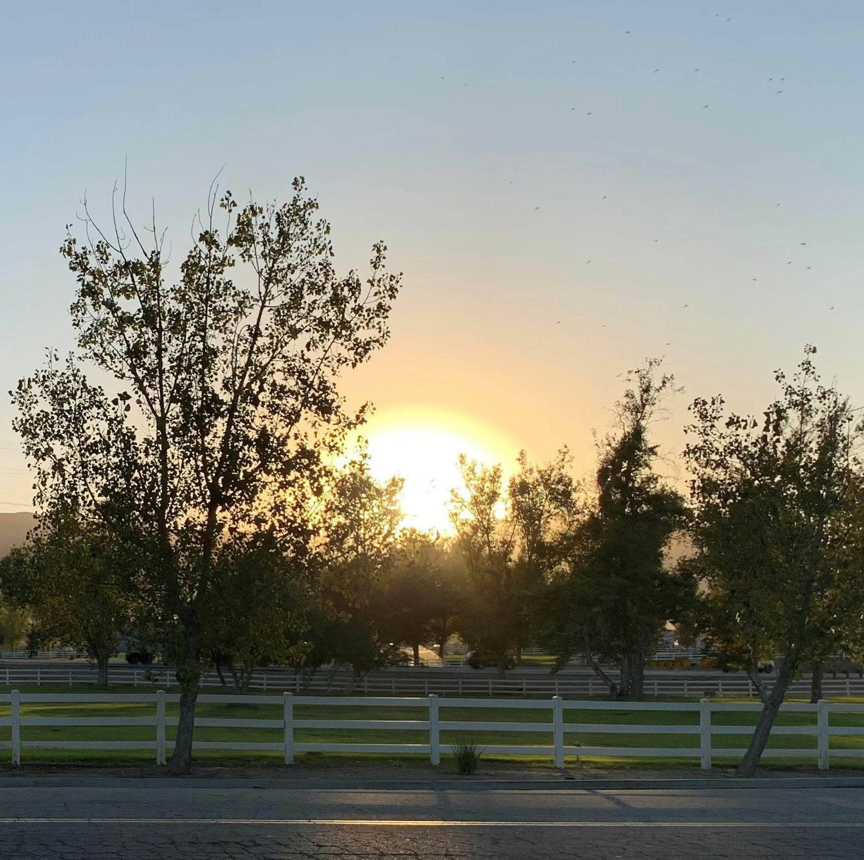Sunset between trees, white fence, birds in sky, tranquil scene.
