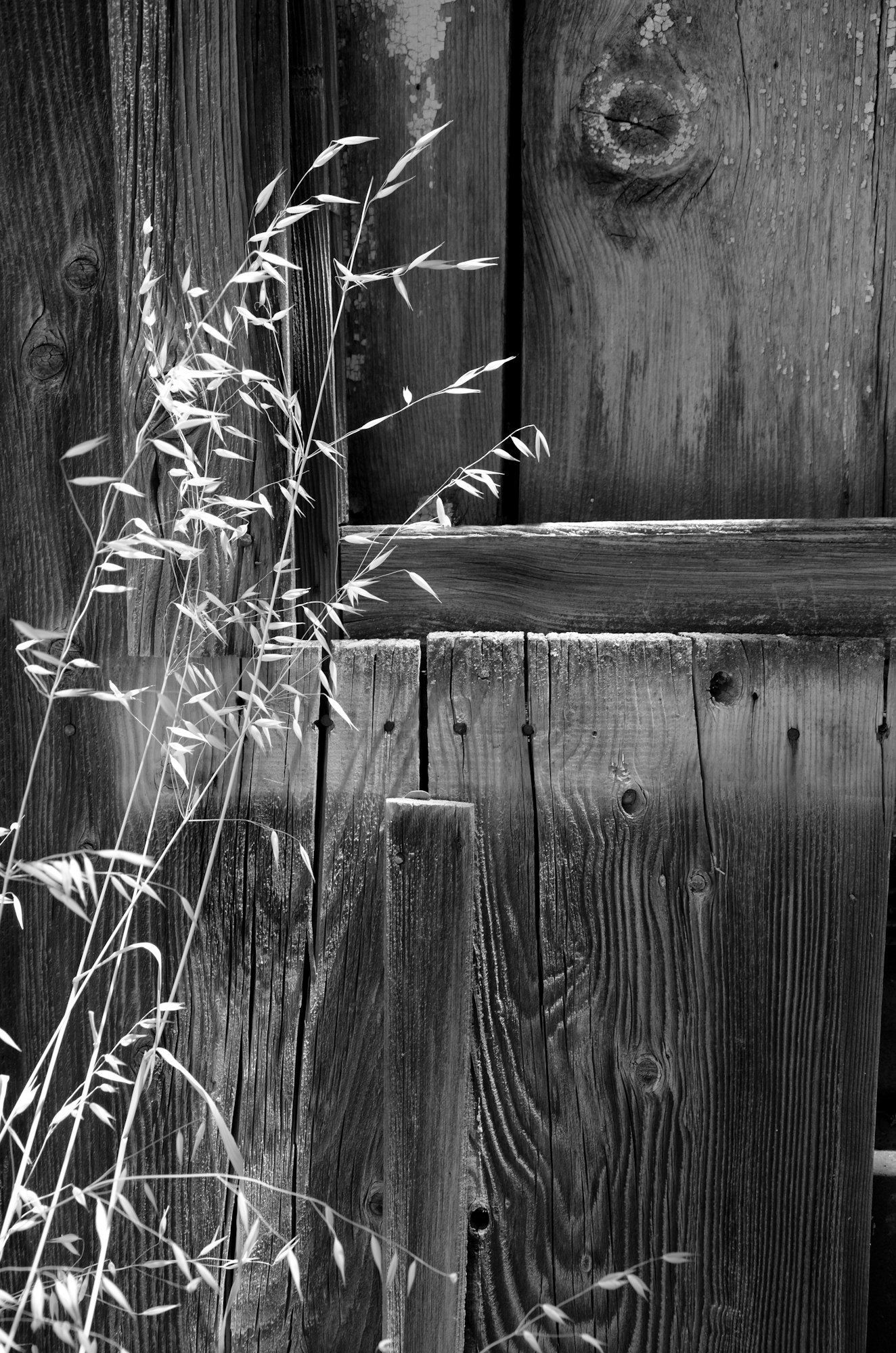 Black and white photo of grasses in front of a wooden fence.