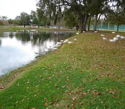 May contain: grass, nature, outdoors, park, plant, scenery, pond, water, vegetation, animal, and bird