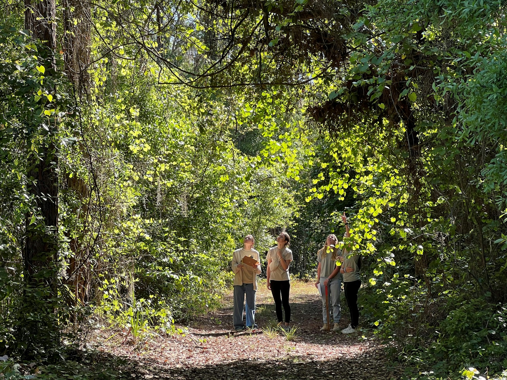 Four people on a forest path, surrounded by lush greenery and sunlight filtering through trees.