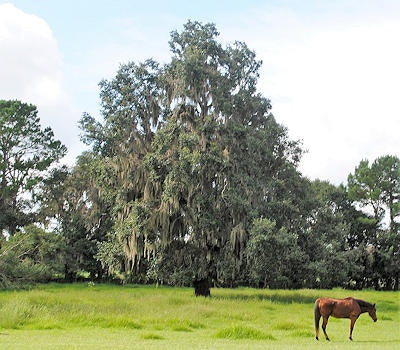 May contain: plant, tree, countryside, farm, field, nature, outdoors, pasture, rural, oak, grassland, animal, horse, mammal, and vegetation