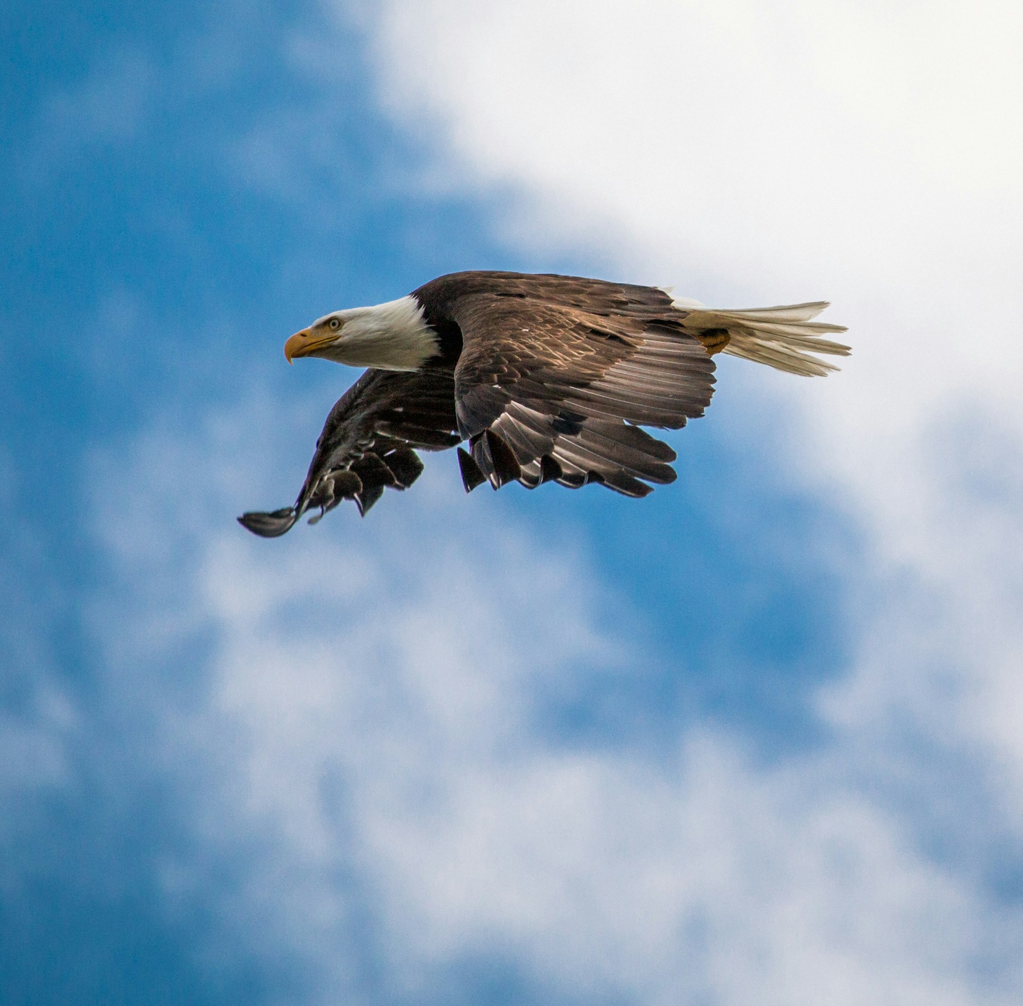 May contain: bird, animal, and eagle