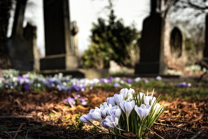 A cluster of white crocus flowers in a cemetery, surrounded by purple blooms and gravestones in the background.