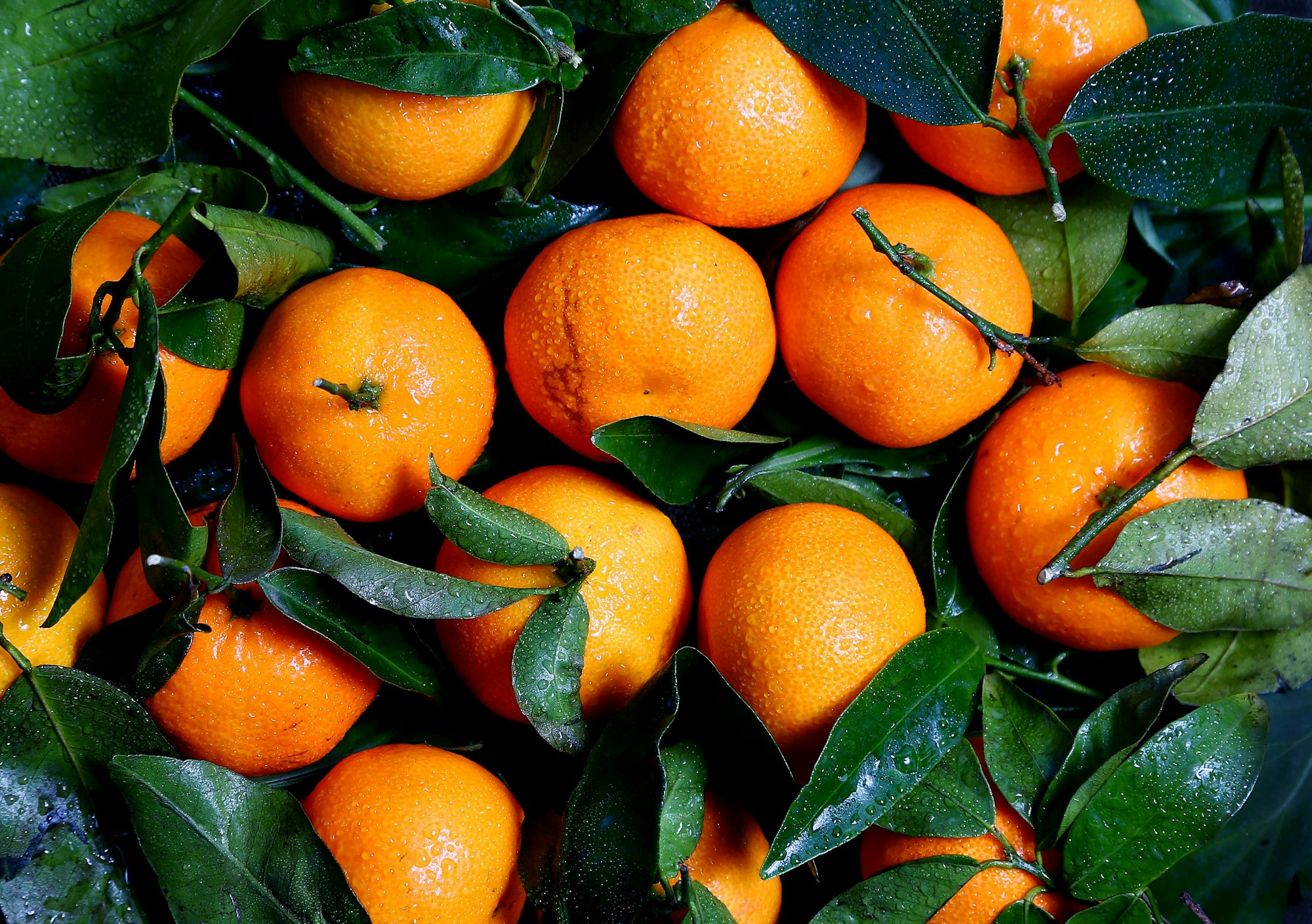 A close-up of fresh, vibrant oranges nestled among green leaves, glistening with water droplets.