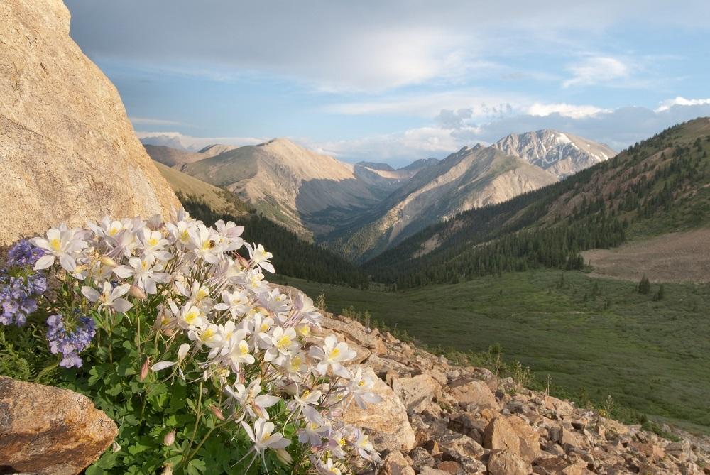 Mountain vista with wildflowers in the foreground, overlooking a tree-dotted valley and rugged peaks under a partly cloudy sky.
