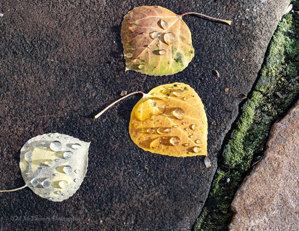 Three leaves with water droplets on a wet surface next to mossy crevice.